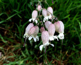 white campion - silene latifolia