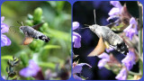 hummingbird hawk-moth feeding on sage flowers