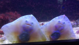Baby Rays