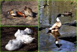 Ducks in Etherow Country Park