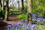 Bluebells in the Jardins de Chateau Valloires