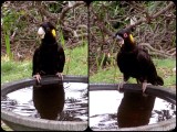 Yellow tail black cockatoos