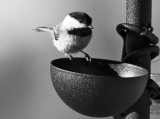 Bird on Bowl