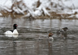 Common Merganser Snow (f)