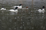 Common Mergansers Snow