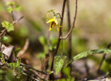 Trout Lilly