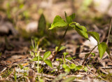 Red Trillium