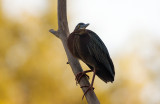 Green Heron