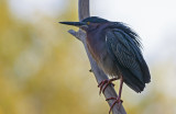 Green Heron