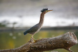 Green Heron (j)