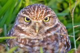 Burrowing Owl Eyes