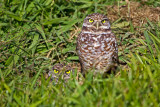 Burrowing Owl Pair