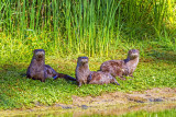 River Otters visit the pond