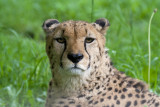 Acinonyx jubatus