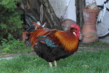 chicken cock rooster hen