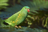Scaly-Breasted Lorikeet. (Trichoglossus chlorolepidotus)
