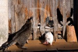 Os Gatos de Abul