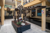 Fósseis de Dinossauros com 150 Milhões de Anos (Jurássico Superior)
