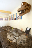 Museu da Lourinhã
