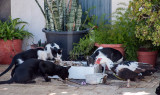 Onde Come o Gato, Come o Pato