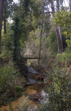Mata Nacional de Leiria