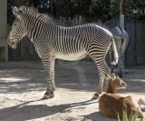 Zebra e Cobo