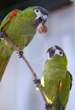 Arara-nanica