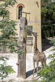 Girafa-de-angola