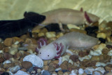 Axolote