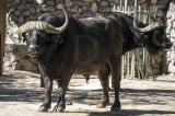 Búfalo-africano