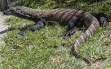 Dragão-de-komodo