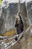 Chimpanzé