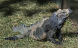 Chuckwalla
