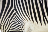 Zebra-de-grevy