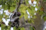 A Rota Bordaliana no Parque D. Carlos I