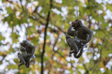 Aldeia dos Macacos.