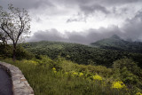 Overlook and Flowers 2