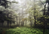 Foggier Woods
