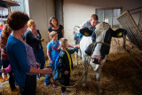 Koe Knuffelen bij Kaasboerderij van Rossum