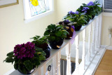 May 2015 - Mom's flowers in her apartment at Wendy's