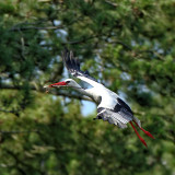 Ciconia ciconia - Cigogne blanche - White Stork