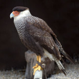 Caracara plancus - Caracara huppé - Southern Crested Caracara