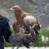 Aquila nipalensis - Aigle des steppes - Steppe Eagle