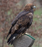 Aquila chrysaetos - Aigle royal - Golden Eagle 