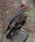 Aquila chrysaetos - Aigle royal - Golden Eagle 