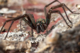 Tegenaria domestica - Tégénaire domestique - House Spider