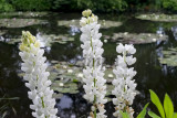 Bassin aux nymphéas - Water Lilies Pond