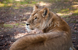 Panthera leo 