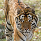 Panthera tigris