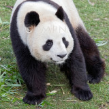 Giant panda, Panda gant (Ailuropoda melanoleuca)